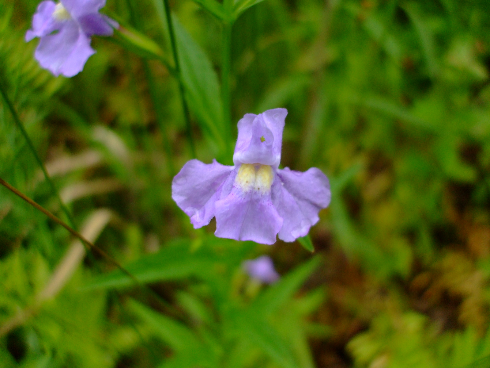 Mimulus ringens